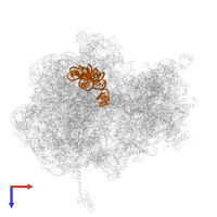 5S ribosomal RNA in PDB entry 5f8k, assembly 2, top view.