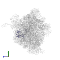 Large ribosomal subunit protein uL2 in PDB entry 5f8k, assembly 2, side view.