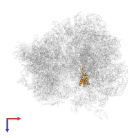 Large ribosomal subunit protein uL16 in PDB entry 5fcj, assembly 1, top view.