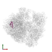 Large ribosomal subunit protein bL20 in PDB entry 5fdu, assembly 2, front view.