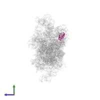 Small ribosomal subunit protein uS11 in PDB entry 5flx, assembly 1, side view.