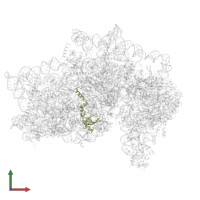 Small ribosomal subunit protein uS12 in PDB entry 5flx, assembly 1, front view.