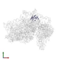 Small ribosomal subunit protein eS1 in PDB entry 5flx, assembly 1, front view.