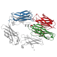 The deposited structure of PDB entry 5fo8 contains 3 copies of CATH domain 2.60.40.1930 (Immunoglobulin-like) in Complement C3 beta chain. Showing 3 copies in chain A.