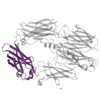The deposited structure of PDB entry 5fo8 contains 1 copy of CATH domain 2.60.40.1940 (Immunoglobulin-like) in Complement C3 beta chain. Showing 1 copy in chain A.