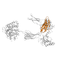 The deposited structure of PDB entry 5fo8 contains 1 copy of CATH domain 2.60.40.10 (Immunoglobulin-like) in Complement C3b alpha' chain. Showing 1 copy in chain B.