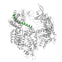 The deposited structure of PDB entry 5fw1 contains 1 copy of Pfam domain PF16593 (Bridge helix of CRISPR-associated endonuclease Cas9) in CRISPR-associated endonuclease Cas9/Csn1. Showing 1 copy in chain B.