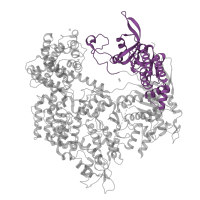 The deposited structure of PDB entry 5fw1 contains 1 copy of Pfam domain PF16595 (PAM-interacting domain of CRISPR-associated endonuclease Cas9) in CRISPR-associated endonuclease Cas9/Csn1. Showing 1 copy in chain B.