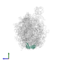 Large ribosomal subunit protein uL6 in PDB entry 5gaf, assembly 1, side view.