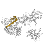 The deposited structure of PDB entry 5gap contains 1 copy of Pfam domain PF08083 (PROCN (NUC071) domain) in Pre-mRNA-splicing factor 8. Showing 1 copy in chain E [auth A].