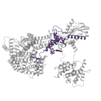 The deposited structure of PDB entry 5gap contains 1 copy of Pfam domain PF10596 (U6-snRNA interacting domain of PrP8) in Pre-mRNA-splicing factor 8. Showing 1 copy in chain E [auth A].