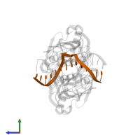 DNA (5'-D(*CP*GP*CP*TP*AP*CP*AP*GP*GP*TP*CP*GP*TP*CP*C)-3') in PDB entry 5gkg, assembly 1, side view.