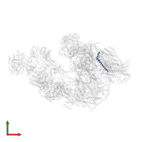 Cytochrome c oxidase subunit 7A1, mitochondrial in PDB entry 5gpn, assembly 1, front view.