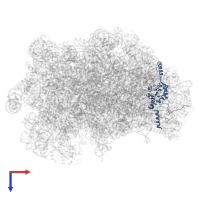 Large ribosomal subunit protein eL8A in PDB entry 5h4p, assembly 1, top view.