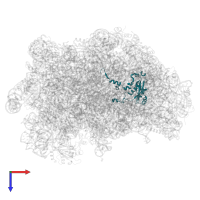 Large ribosomal subunit protein eL15A in PDB entry 5h4p, assembly 1, top view.