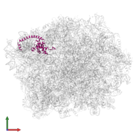 Large ribosomal subunit protein uL13A in PDB entry 5h4p, assembly 1, front view.