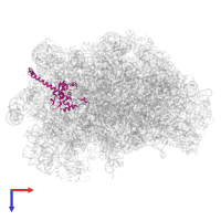 Large ribosomal subunit protein uL13A in PDB entry 5h4p, assembly 1, top view.
