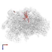Large ribosomal subunit protein uL22A in PDB entry 5h4p, assembly 1, top view.