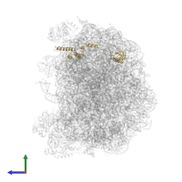 Large ribosomal subunit protein eL19A in PDB entry 5h4p, assembly 1, side view.