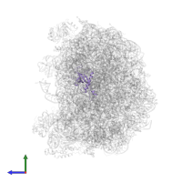 Large ribosomal subunit protein eL27A in PDB entry 5h4p, assembly 1, side view.