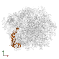 5S ribosomal RNA in PDB entry 5h4p, assembly 1, front view.