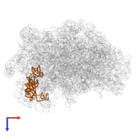 5S ribosomal RNA in PDB entry 5h4p, assembly 1, top view.