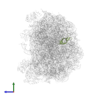 Large ribosomal subunit protein eL33A in PDB entry 5h4p, assembly 1, side view.