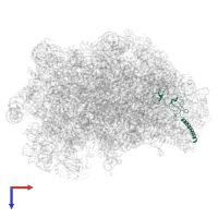 Large ribosomal subunit protein eL34A in PDB entry 5h4p, assembly 1, top view.