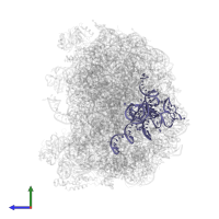 5.8S ribosomal RNA in PDB entry 5h4p, assembly 1, side view.