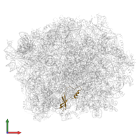 Large ribosomal subunit protein eL42A in PDB entry 5h4p, assembly 1, front view.
