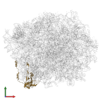 Large ribosomal subunit protein uL18 in PDB entry 5h4p, assembly 1, front view.
