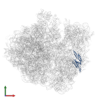 Small ribosomal subunit protein uS5 in PDB entry 5h5u, assembly 1, front view.