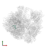 Large ribosomal subunit protein bL34 in PDB entry 5hcp, assembly 2, front view.