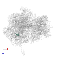 Large ribosomal subunit protein bL34 in PDB entry 5hcp, assembly 2, top view.