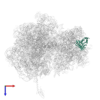 Small ribosomal subunit protein uS3 in PDB entry 5hcq, assembly 2, top view.