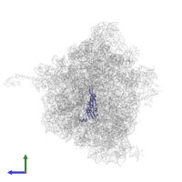 Small ribosomal subunit protein uS5 in PDB entry 5hcq, assembly 2, side view.