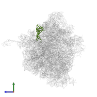 Small ribosomal subunit protein uS7 in PDB entry 5hcq, assembly 2, side view.