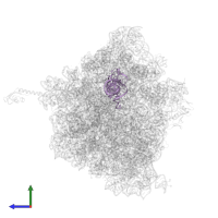 P-site tRNA in PDB entry 5hcq, assembly 2, side view.