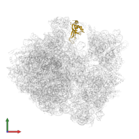 Large ribosomal subunit protein uL5 in PDB entry 5hcq, assembly 2, front view.