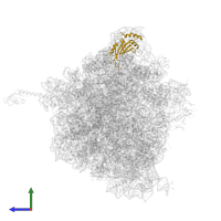 Large ribosomal subunit protein uL5 in PDB entry 5hcq, assembly 2, side view.