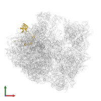 Large ribosomal subunit protein uL15 in PDB entry 5hd1, assembly 2, front view.