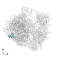 Large ribosomal subunit protein uL22 in PDB entry 5hd1, assembly 2, front view.