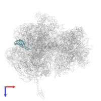 Large ribosomal subunit protein uL22 in PDB entry 5hd1, assembly 2, top view.