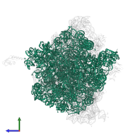 23S ribosomal RNA in PDB entry 5hd1, assembly 2, side view.