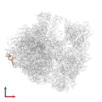 Large ribosomal subunit protein uL24 in PDB entry 5hd1, assembly 2, front view.