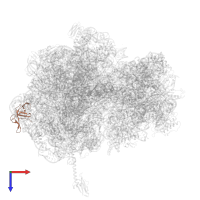 Large ribosomal subunit protein uL24 in PDB entry 5hd1, assembly 2, top view.