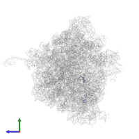 Large ribosomal subunit protein bL32 in PDB entry 5hd1, assembly 2, side view.