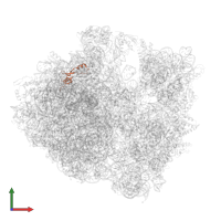 Large ribosomal subunit protein bL35 in PDB entry 5hd1, assembly 2, front view.