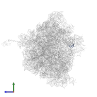 Large ribosomal subunit protein bL36 in PDB entry 5hd1, assembly 2, side view.