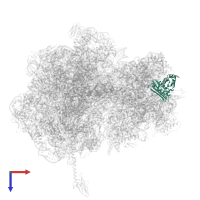 Small ribosomal subunit protein uS3 in PDB entry 5hd1, assembly 2, top view.